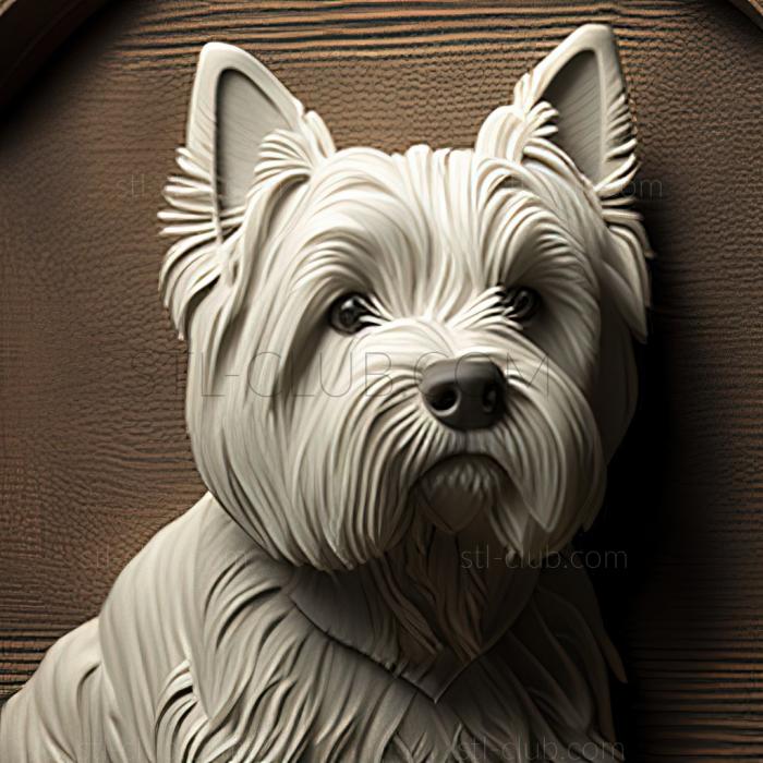 st West Highland White Terrier dog